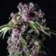 1 UND FEM - PURPLE * PYRAMID SEEDS 1 UND FEMINIZADA