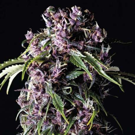 1 UND FEM - PURPLE * PYRAMID SEEDS 1 UND FEMINIZADA