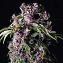 1 UND FEM - PURPLE * PYRAMID SEEDS 1 UND FEMINIZADA