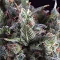1 UND FEM - OLYMPIA * PYRAMID SEEDS 1 UND FEMINIZADA