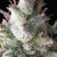 1 UND FEM - RAMSES * PYRAMID SEEDS 1 UND FEMINIZADA