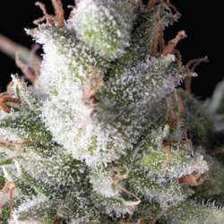 1 UND FEM - RAMSES * PYRAMID SEEDS 1 UND FEMINIZADA