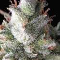 1 UND FEM - RAMSES * PYRAMID SEEDS 1 UND FEMINIZADA