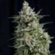 3 UND FEM - ANESTHESIA * PYRAMID SEEDS FEMINIZADA 3 UND