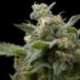 3 UND FEM - SUPER HASH * PYRAMID SEEDS FEMINIZADA 3 UND