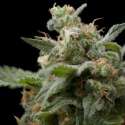 3 UND FEM - SUPER HASH * PYRAMID SEEDS FEMINIZADA 3 UND