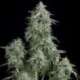 3 UND FEM - ANUBIS * PYRAMID SEEDS FEMINIZADA 3 UND
