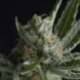 3 UND FEM - SHARK * PYRAMID SEEDS FEMINIZADA 3 UND