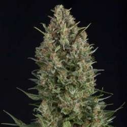 3 UND FEM - WEMBLEY * PYRAMID SEEDS FEMINIZADA 3 UND