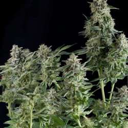 3 UND FEM - NORTHERN LIGHTS * PYRAMID SEEDS FEMINIZADA 3 UND