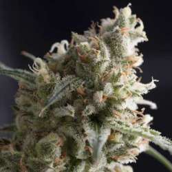 3 UND FEM - LENNON * PYRAMID SEEDS FEMINIZADA 3 UND