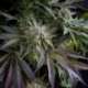 3 UND FEM - BLUE PYRAMID * PYRAMID SEEDS FEMINIZADA 3 UND