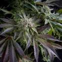 3 UND FEM - BLUE PYRAMID * PYRAMID SEEDS FEMINIZADA 3 UND