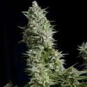 3 UND FEM - ALPUJARREÑA * PYRAMID SEEDS FEMINIZADA 3 UND