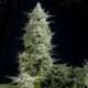 3 UND FEM - AMNESIA GOLD * PYRAMID SEEDS FEMINIZADA 3 UND