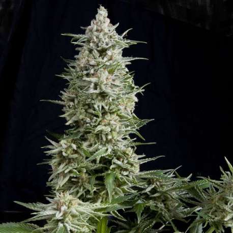 3 UND FEM - AMNESIA GOLD * PYRAMID SEEDS FEMINIZADA 3 UND