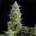 3 UND FEM - AMNESIA GOLD * PYRAMID SEEDS FEMINIZADA 3 UND