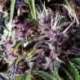 3 UND FEM - AUTO PURPLE * PYRAMID SEEDS FEMINIZADA 3 UND