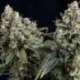 3 UND FEM - AUTO TUTANKHAMON * PYRAMID SEEDS FEMINIZADA 3 UND