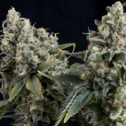 3 UND FEM - AUTO TUTANKHAMON * PYRAMID SEEDS FEMINIZADA 3 UND