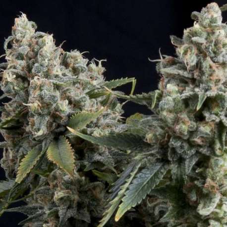 3 UND FEM - AUTO TUTANKHAMON * PYRAMID SEEDS FEMINIZADA 3 UND