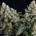 3 UND FEM - AUTO TUTANKHAMON * PYRAMID SEEDS FEMINIZADA 3 UND