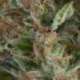 3 UND FEM - AUTO WEMBLEY * PYRAMID SEEDS FEMINIZADA 3 UND