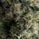 3 UND FEM - AUTO GALAXY * PYRAMID SEEDS FEMINIZADA 3 UND