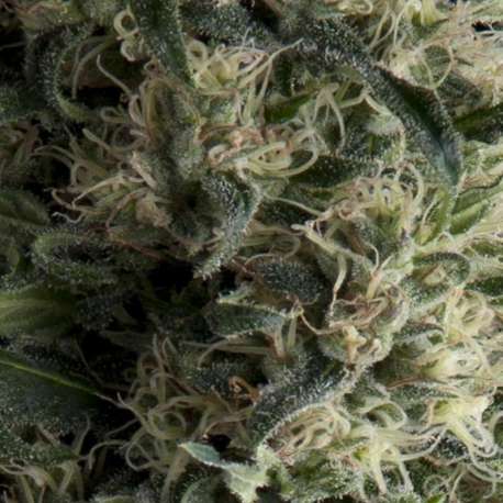 3 UND FEM - AUTO GALAXY * PYRAMID SEEDS FEMINIZADA 3 UND