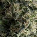 3 UND FEM - AUTO GALAXY * PYRAMID SEEDS FEMINIZADA 3 UND