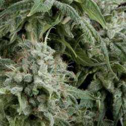3 UND FEM - AUTO NORTHERN LIGHTS * PYRAMID SEEDS FEMINIZADA 3 UND
