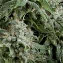 3 UND FEM - AUTO NORTHERN LIGHTS * PYRAMID SEEDS FEMINIZADA 3 UND