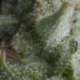 3 UND FEM - AUTO SHARK * PYRAMID SEEDS FEMINIZADA 3 UND