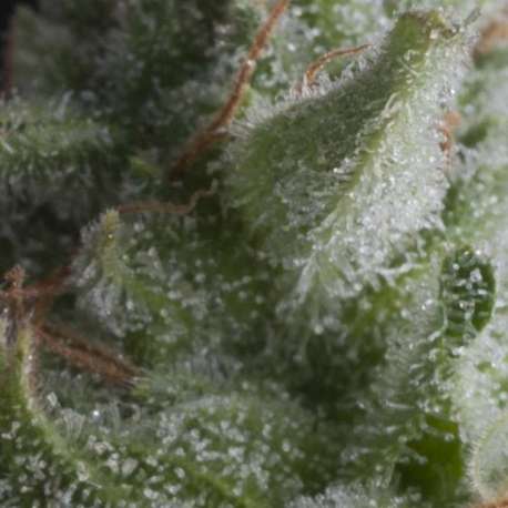 3 UND FEM - AUTO SHARK * PYRAMID SEEDS FEMINIZADA 3 UND