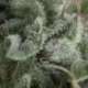 3 UND FEM - AUTO NEFERTITI * PYRAMID SEEDS FEMINIZADA 3 UND