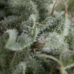 3 UND FEM - AUTO NEFERTITI * PYRAMID SEEDS FEMINIZADA 3 UND