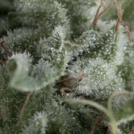 3 UND FEM - AUTO NEFERTITI * PYRAMID SEEDS FEMINIZADA 3 UND