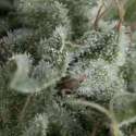 3 UND FEM - AUTO NEFERTITI * PYRAMID SEEDS FEMINIZADA 3 UND