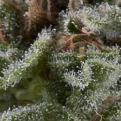 3 UND FEM - AUTO LENNON * PYRAMID SEEDS FEMINIZADA 3 UND