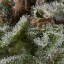 3 UND FEM - AUTO LENNON * PYRAMID SEEDS FEMINIZADA 3 UND