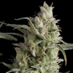 3 UND FEM - SUPER OG KUSH * PYRAMID SEEDS FEMINIZADA 3 UND
