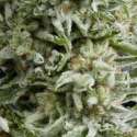 3 UND FEM - AUTO AMNESIA GOLD * PYRAMID SEEDS FEMINIZADA 3 UND