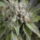 3 UND FEM - AUTO BLUE PYRAMID * PYRAMID SEEDS FEMINIZADA 3 UND