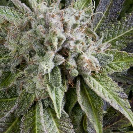 3 UND FEM - AUTO BLUE PYRAMID * PYRAMID SEEDS FEMINIZADA 3 UND