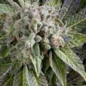 3 UND FEM - AUTO BLUE PYRAMID * PYRAMID SEEDS FEMINIZADA 3 UND