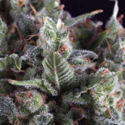 3 UND FEM - OLYMPIA * PYRAMID SEEDS FEMINIZADA 3 UND
