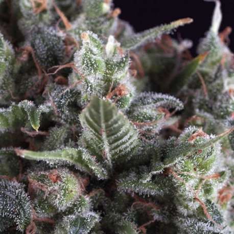 3 UND FEM - OLYMPIA * PYRAMID SEEDS FEMINIZADA 3 UND