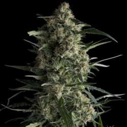 3 UND FEM - GALAXY CBD * PYRAMID SEEDS FEMINIZADA 3 UND