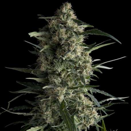 3 UND FEM - GALAXY CBD * PYRAMID SEEDS FEMINIZADA 3 UND