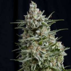 3 UND FEM - ANESTHESIA CBD * PYRAMID SEEDS FEMINIZADA 3 UND